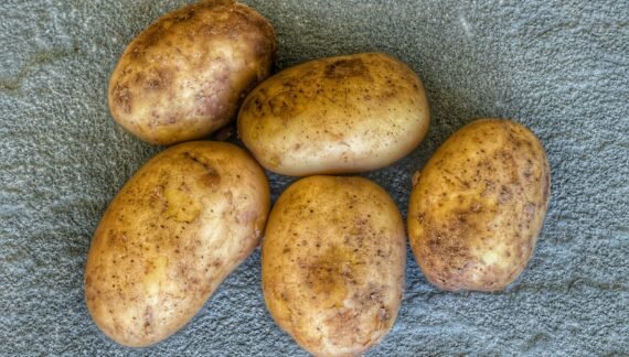 four potatoes sitting on a towel on the ground