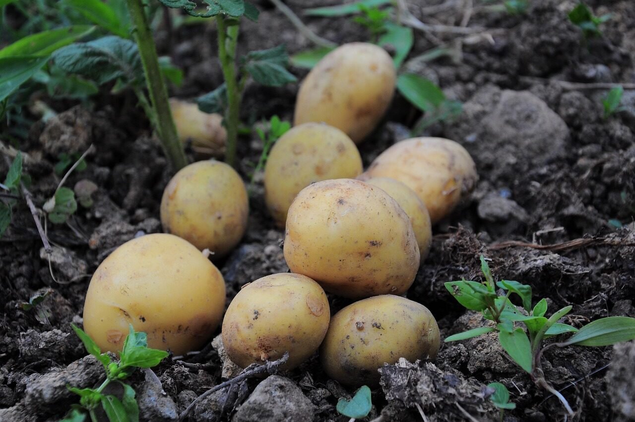 Complete Guide to Potato Varieties in the Pakistani Market: Culinary Uses & Traits